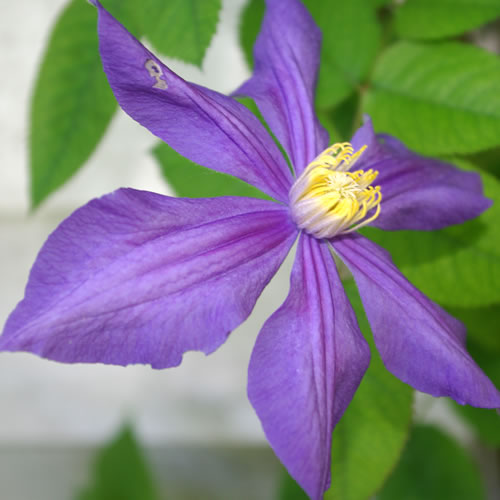 Clematis integrifolia Durandii